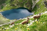 Anello Corno Stella e i suoi laghi da Foppolo, solo, in compagnia degli stambecchi il 7 luglio 2018 - FOTOGALLRY